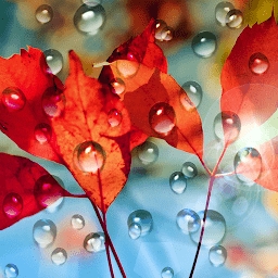雨滴动态壁纸