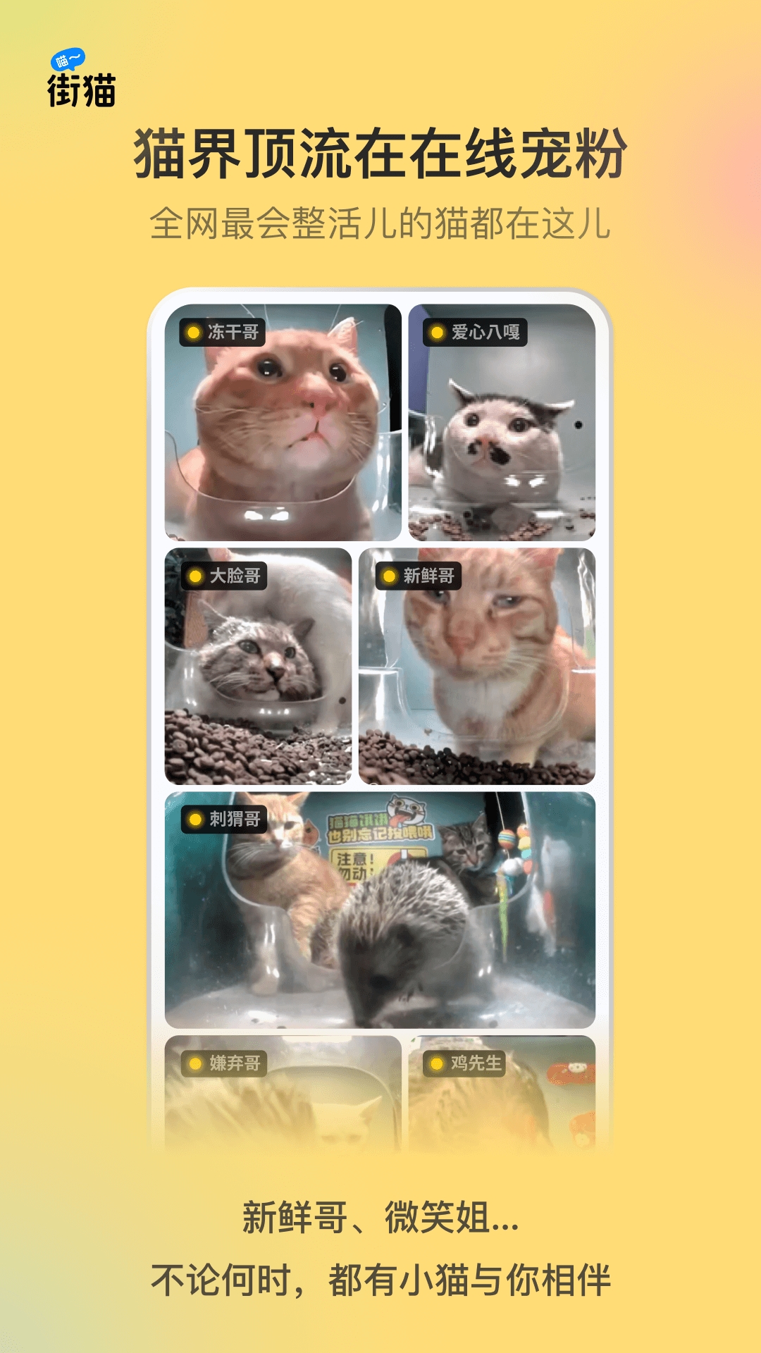街猫