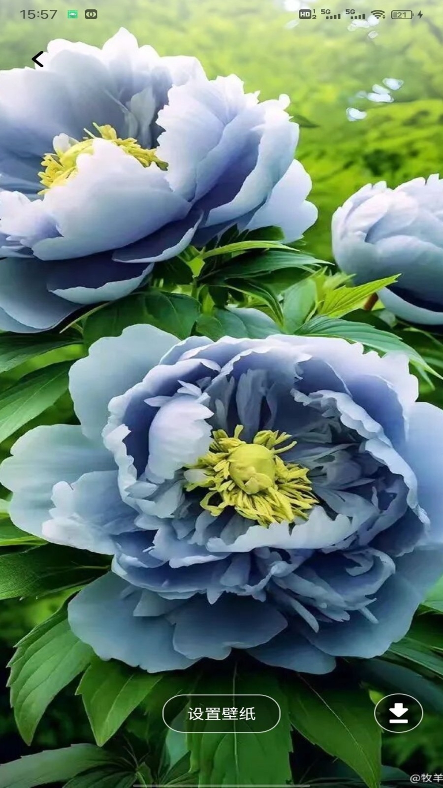 云盛花开