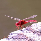 红蜻蜓