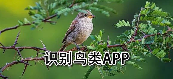 识别鸟类的app哪个好